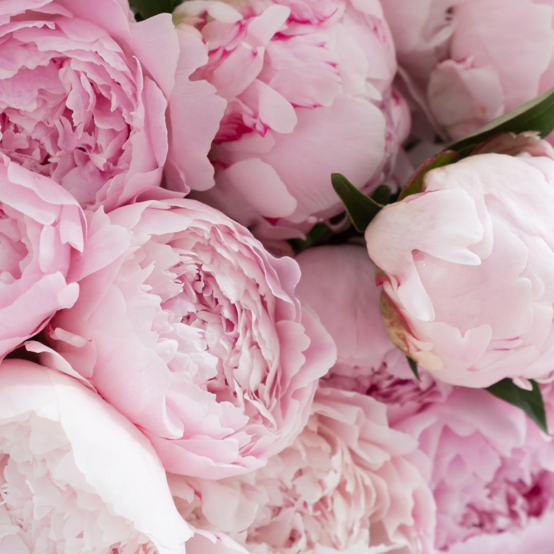 Peonies
