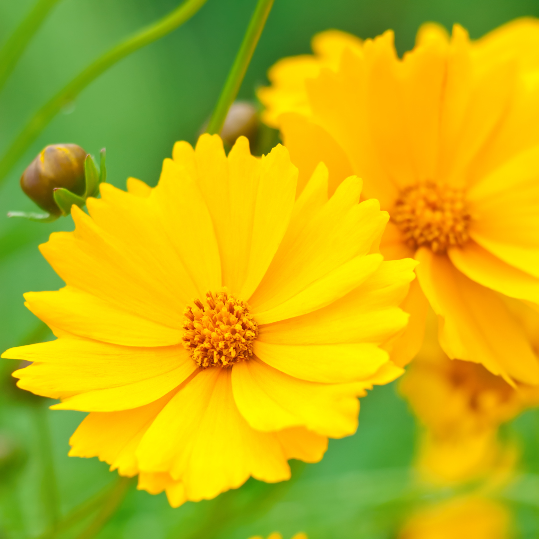 Tickseed (Coreopsis)