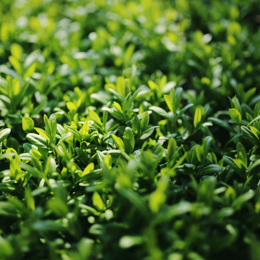 Privet