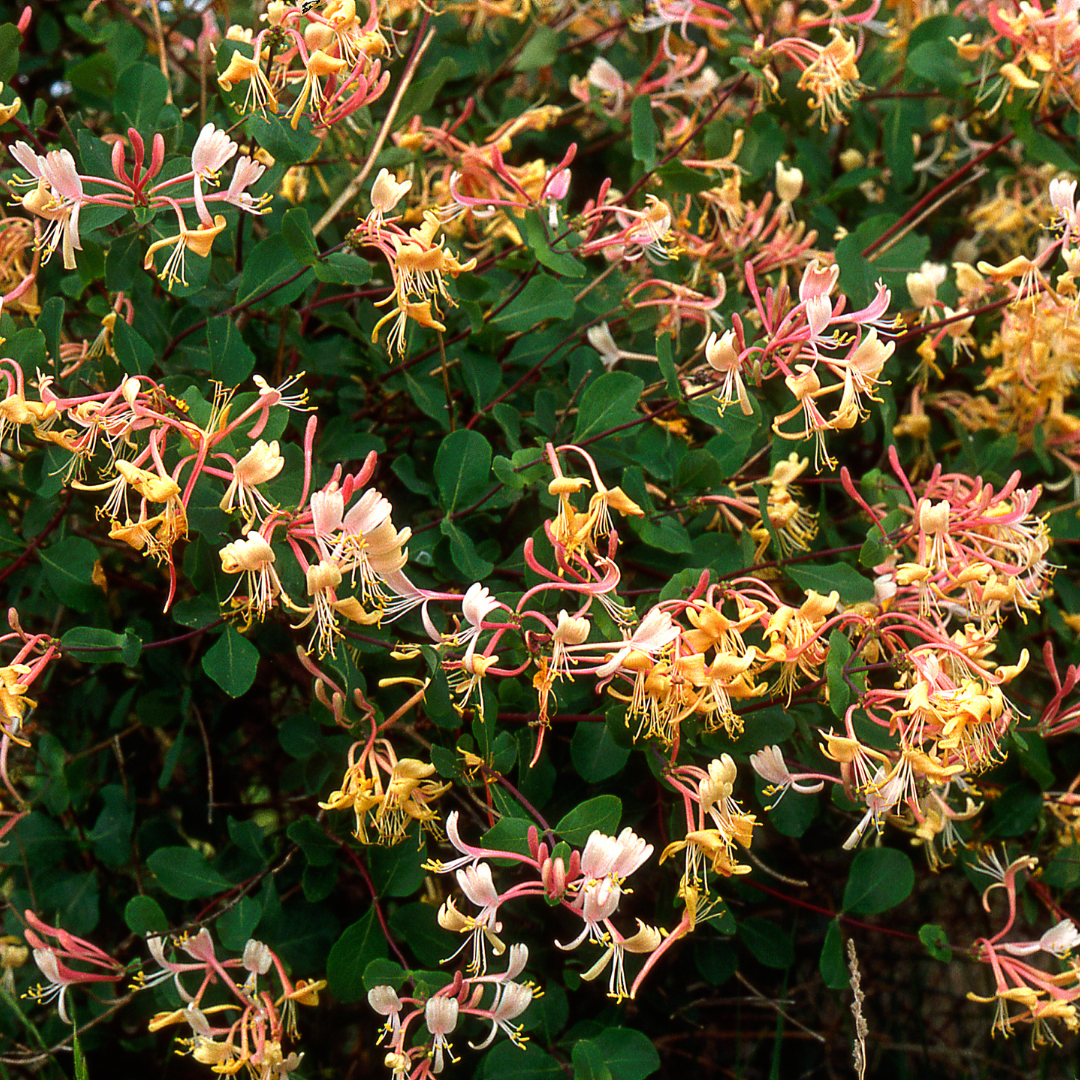 Flowering Vines