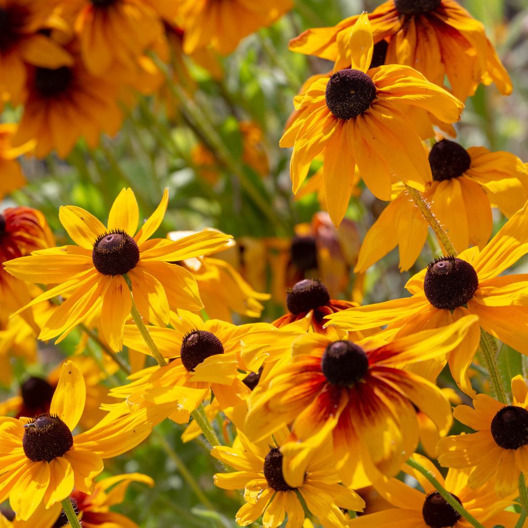 Sun Perennials