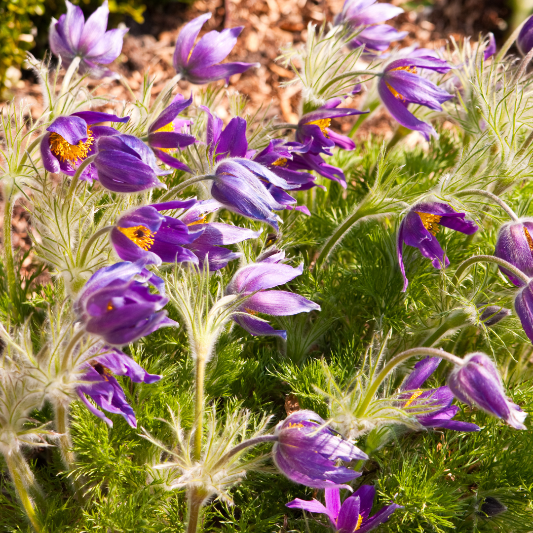 Pasque Flower