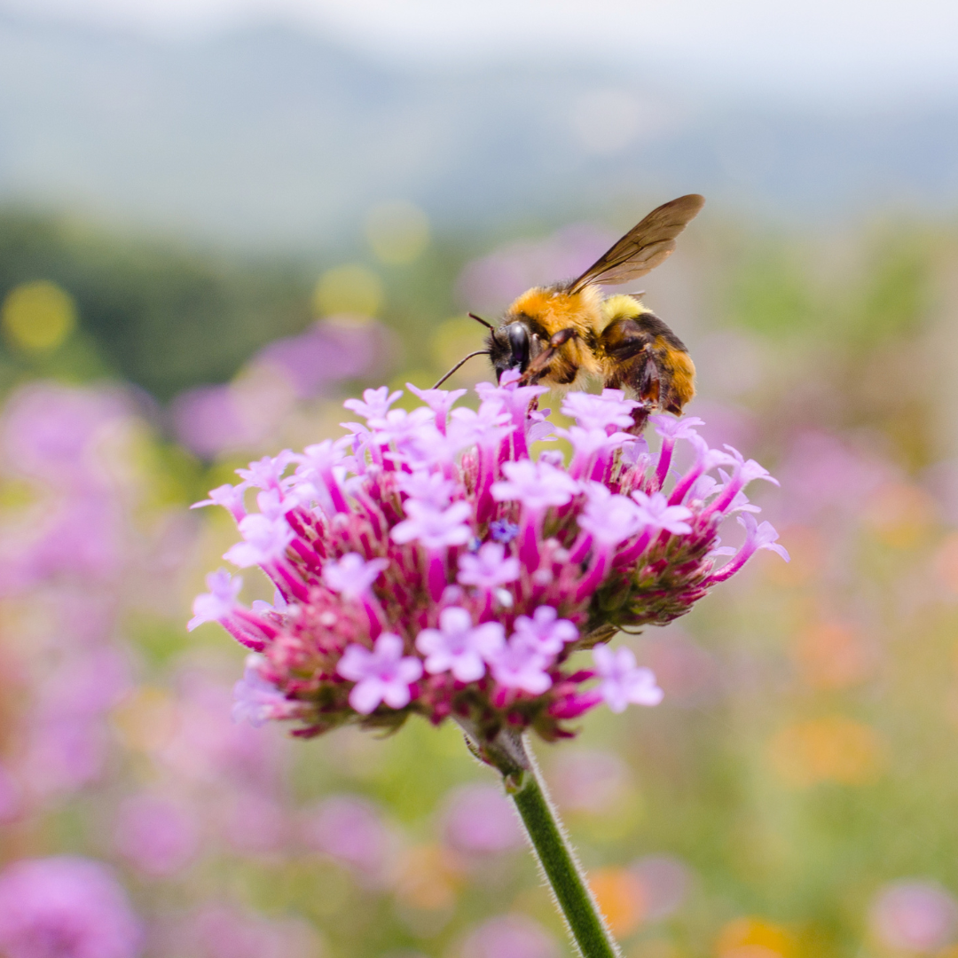 Pollinator