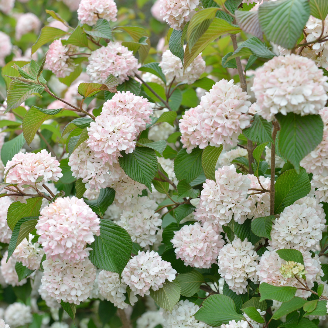 Viburnum