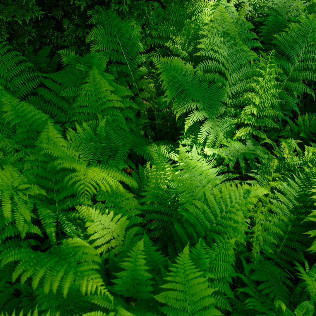 Ferns