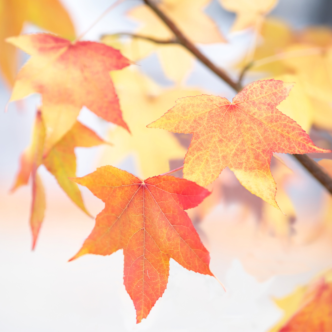 Maple Trees