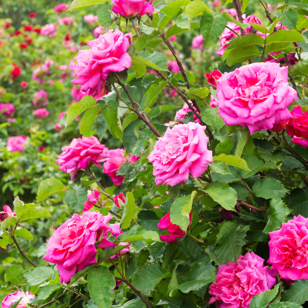 Roses