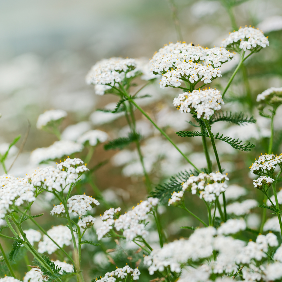 Yarrow (Achillea)