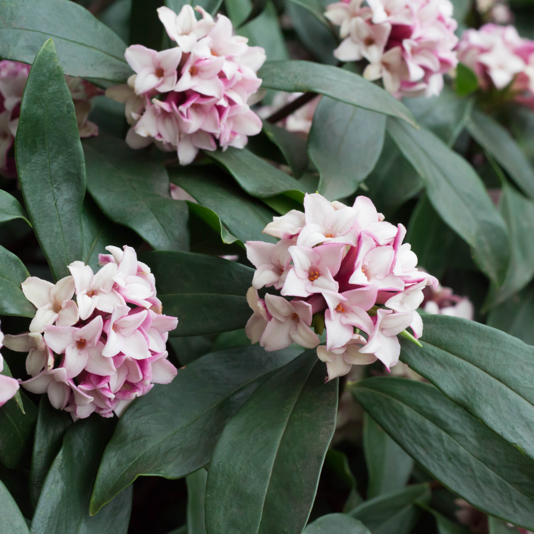 Daphne