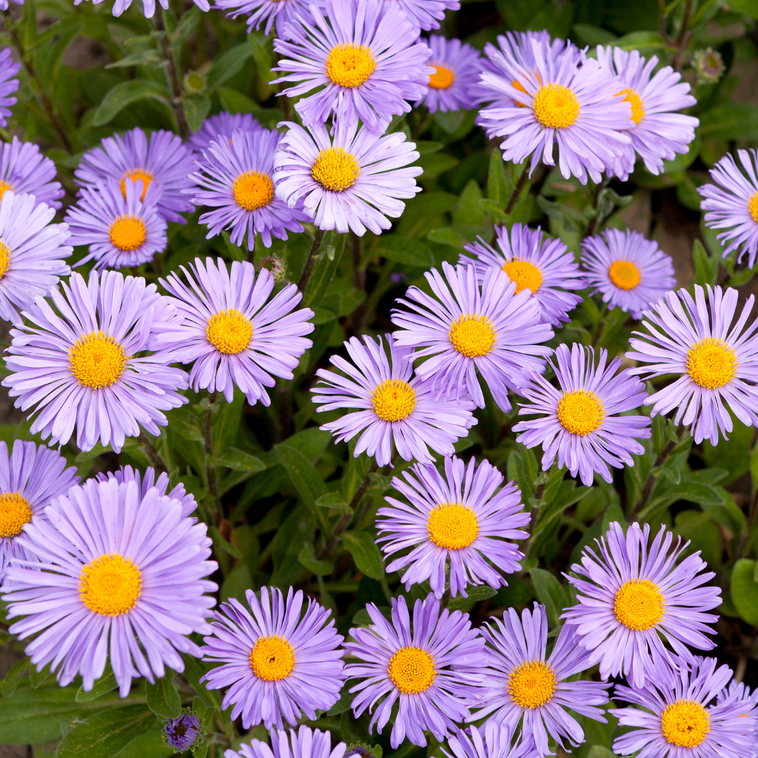 Asters
