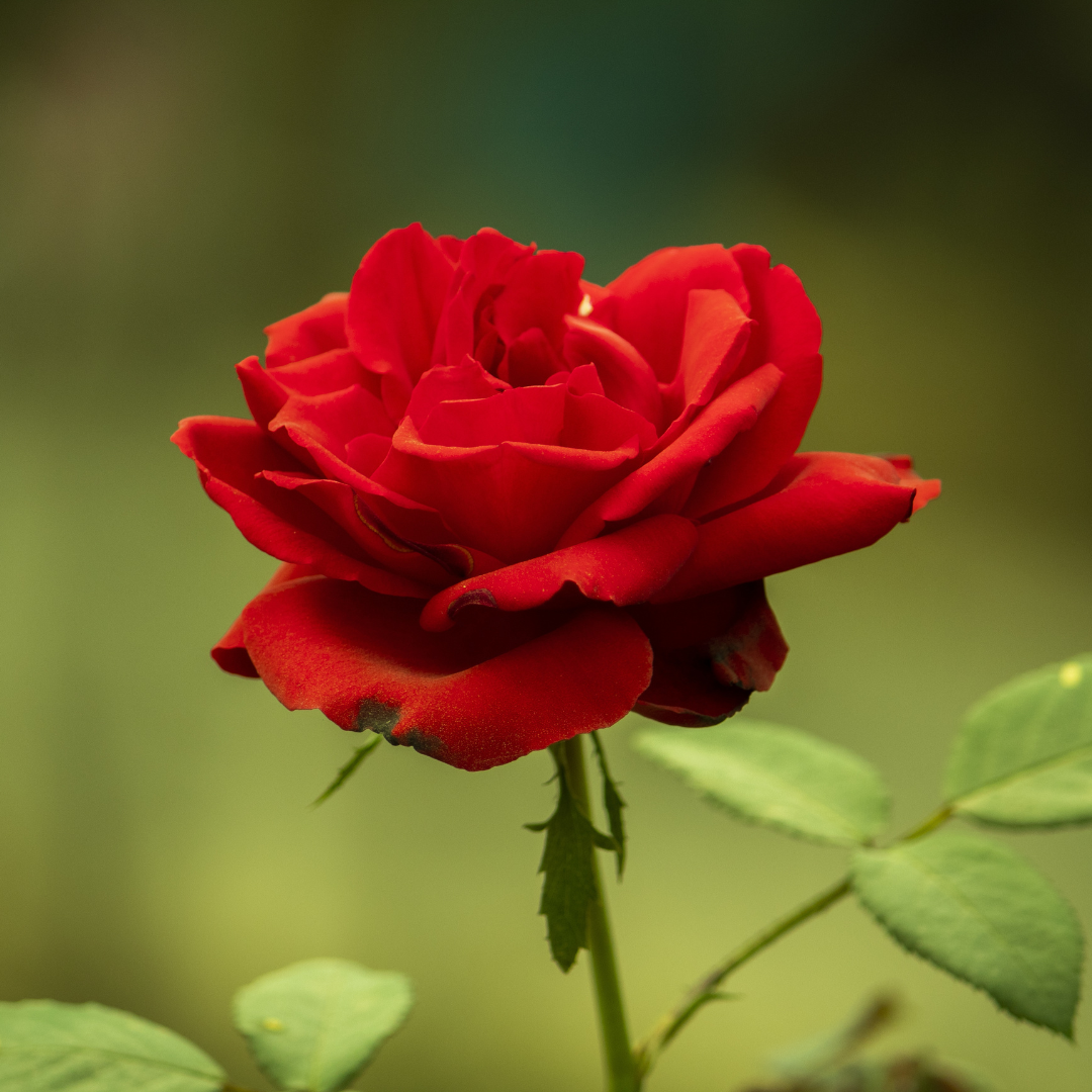 Red Blooms