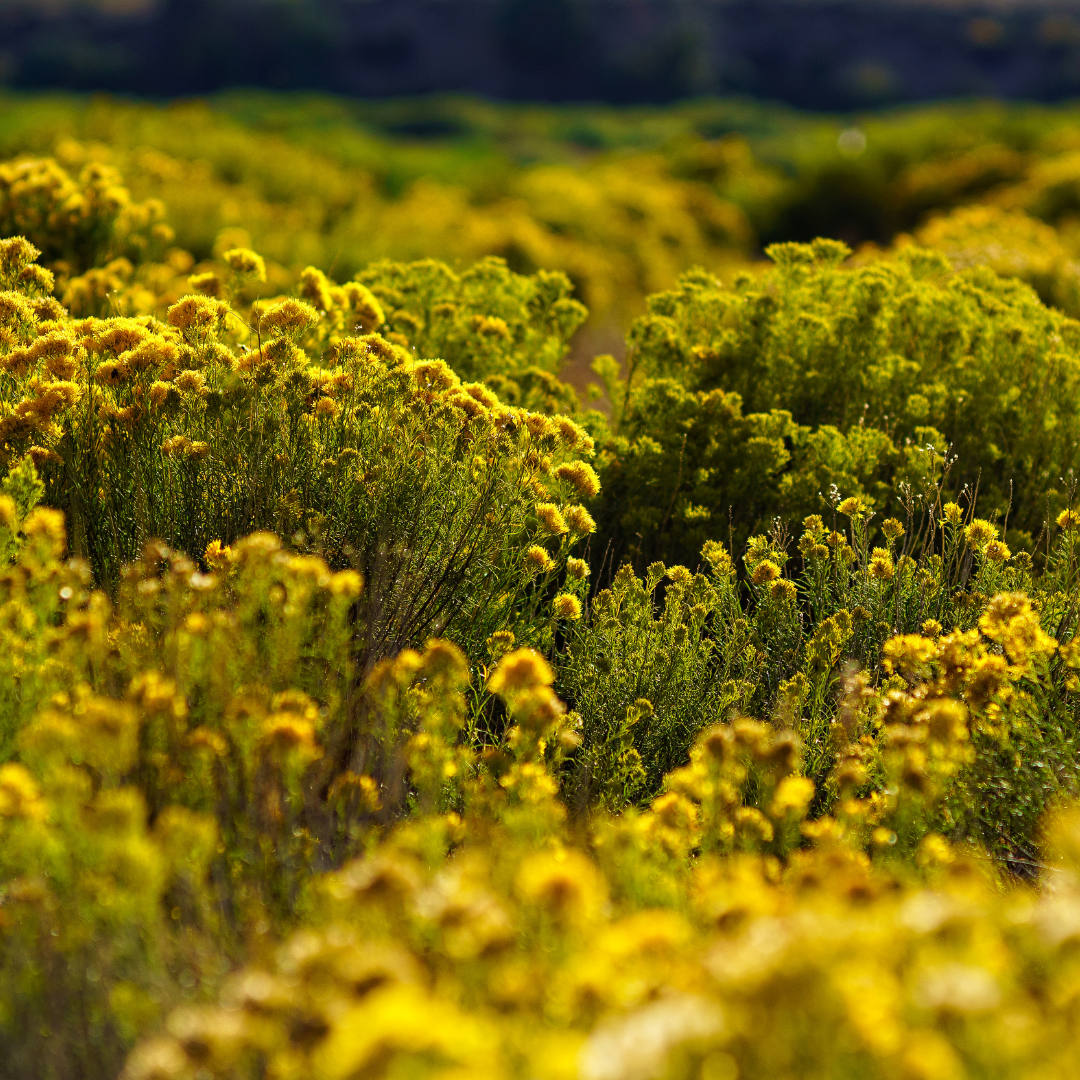 Rabbitbrush