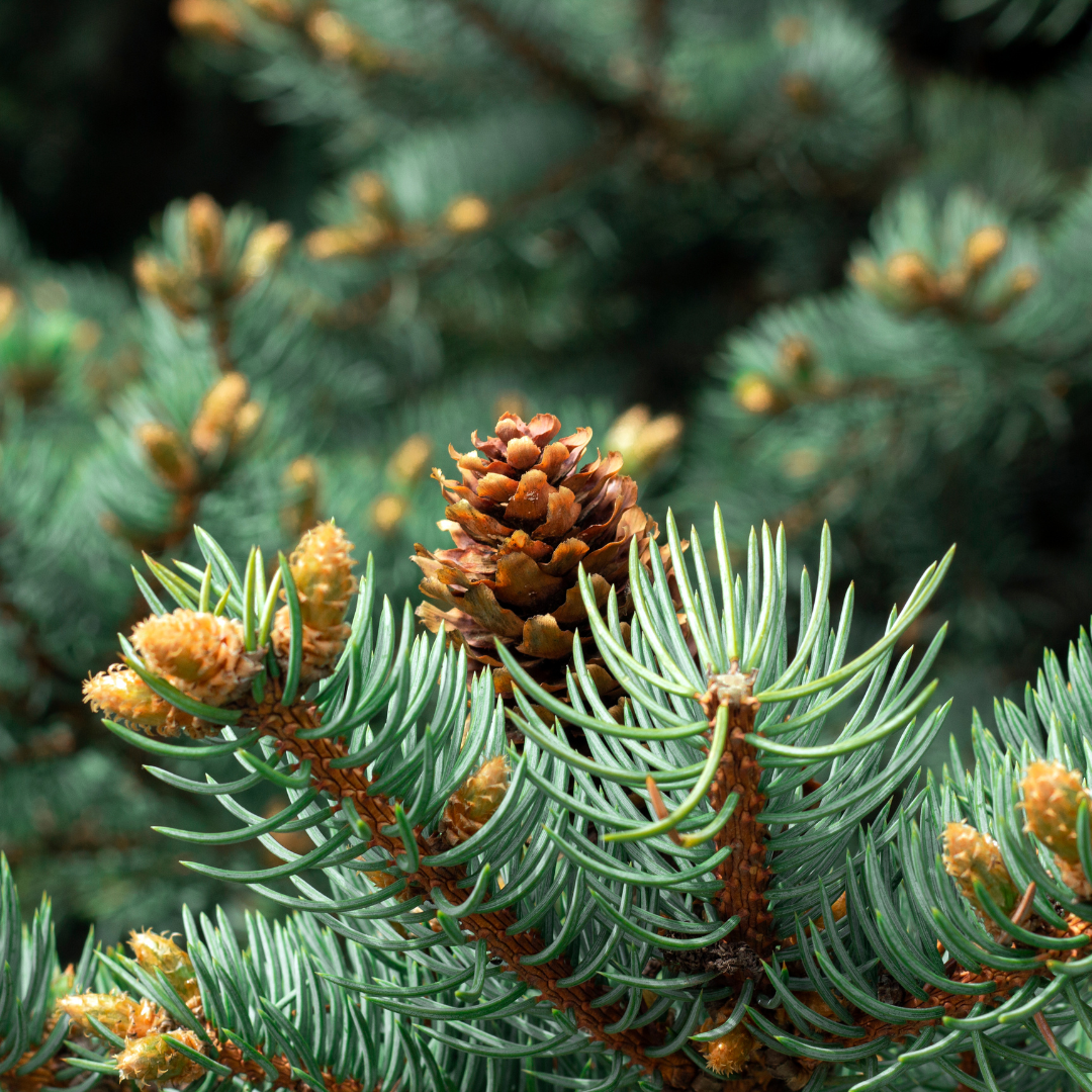 Spruce Trees