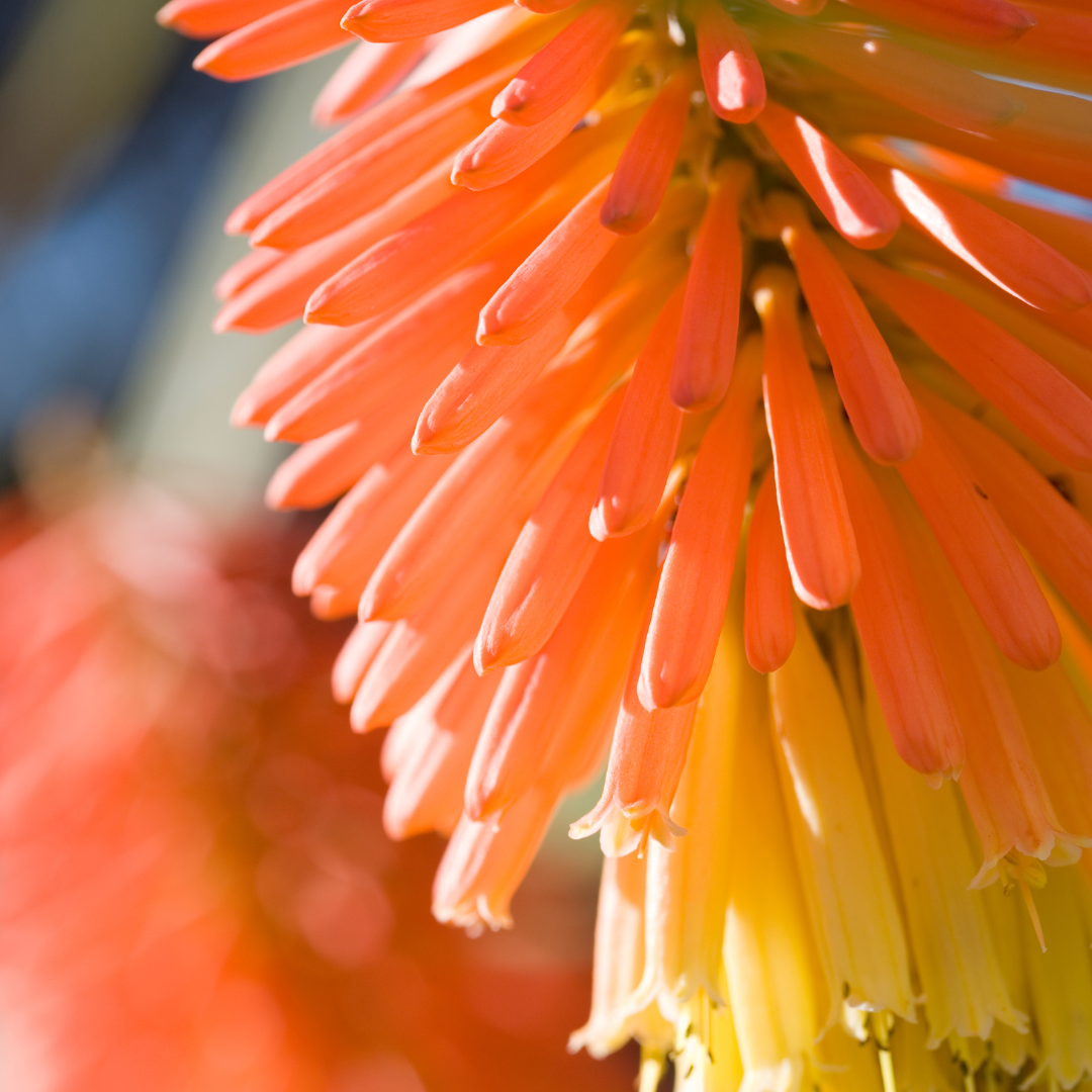 Red Hot Pokers