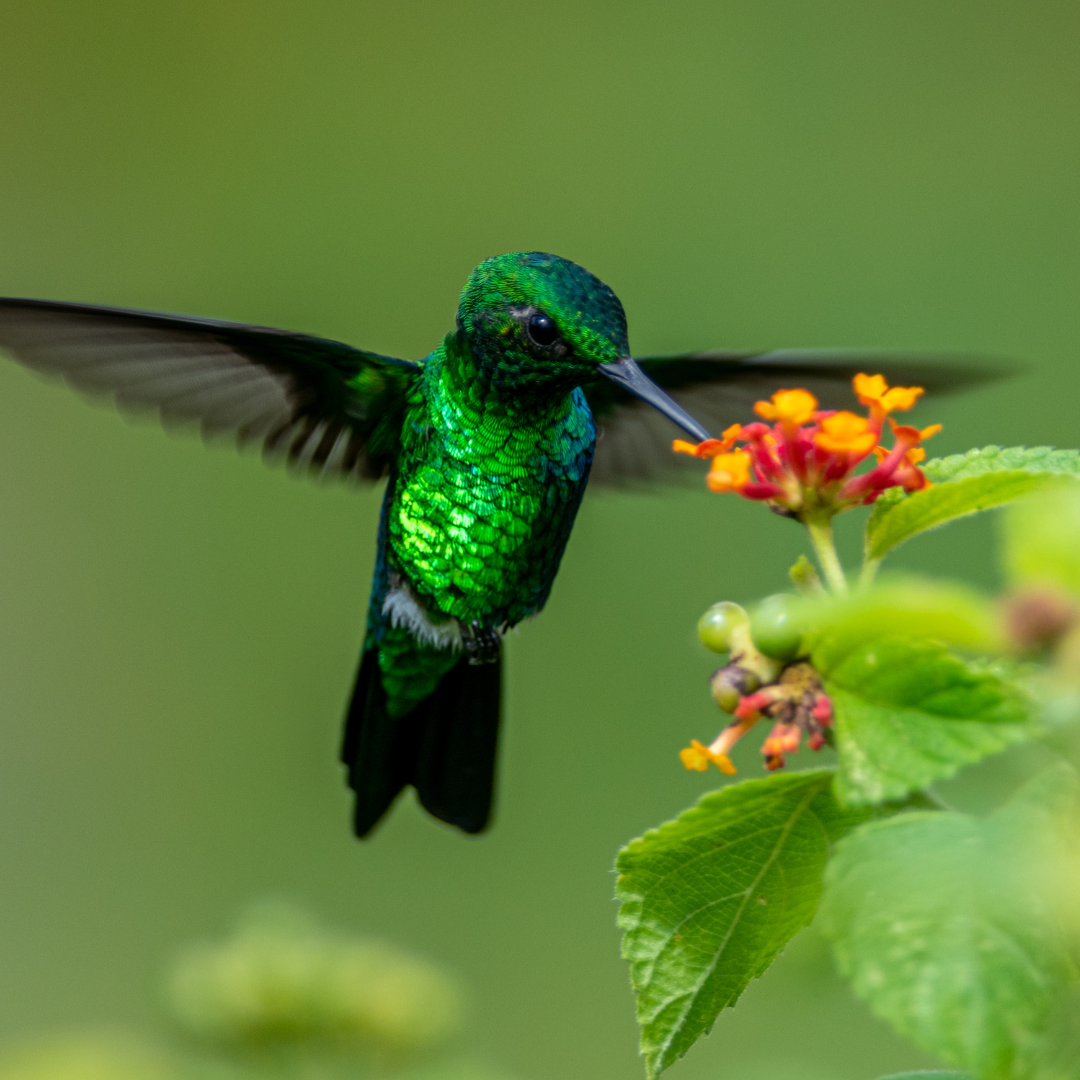 Hummingbird Favorites