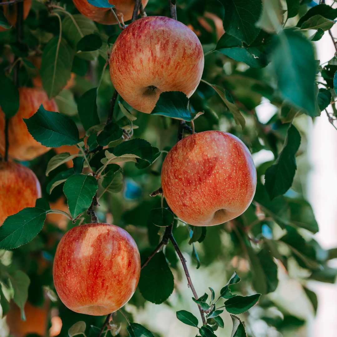 Apple Trees