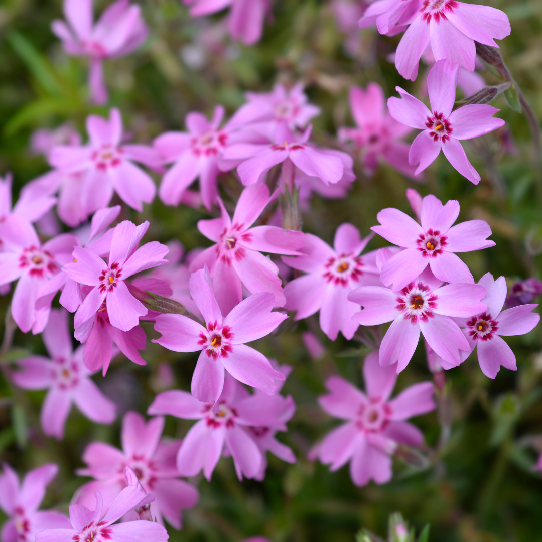 Phlox