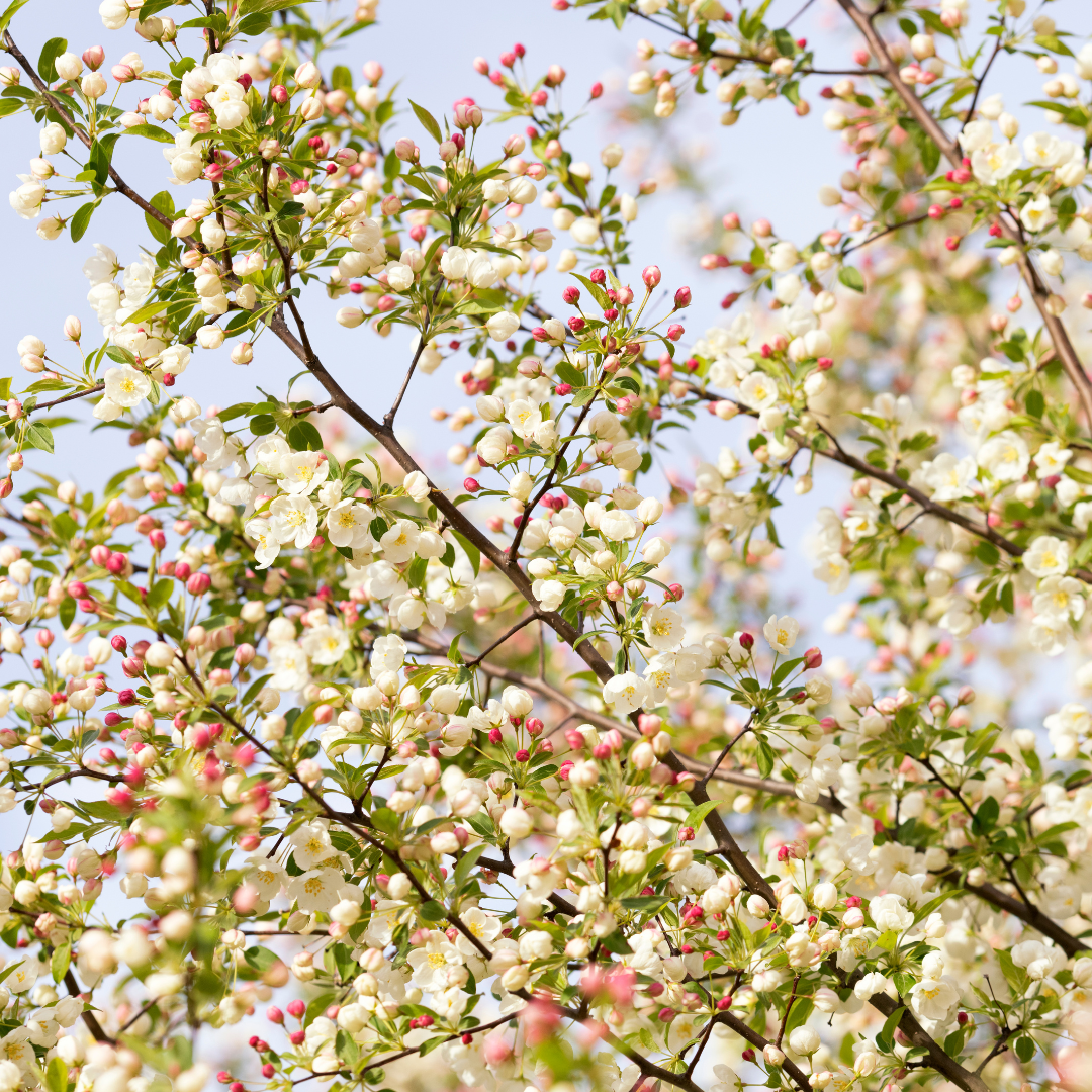 Crabapple Trees