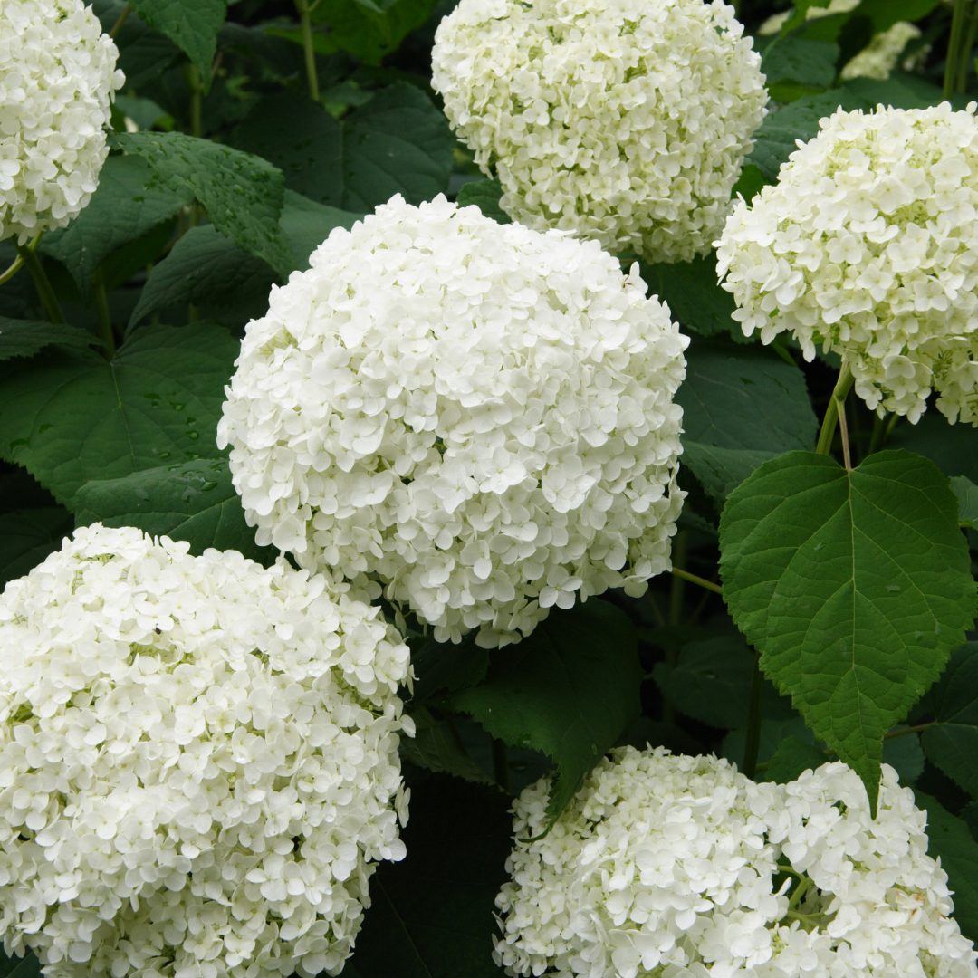 White Blooms