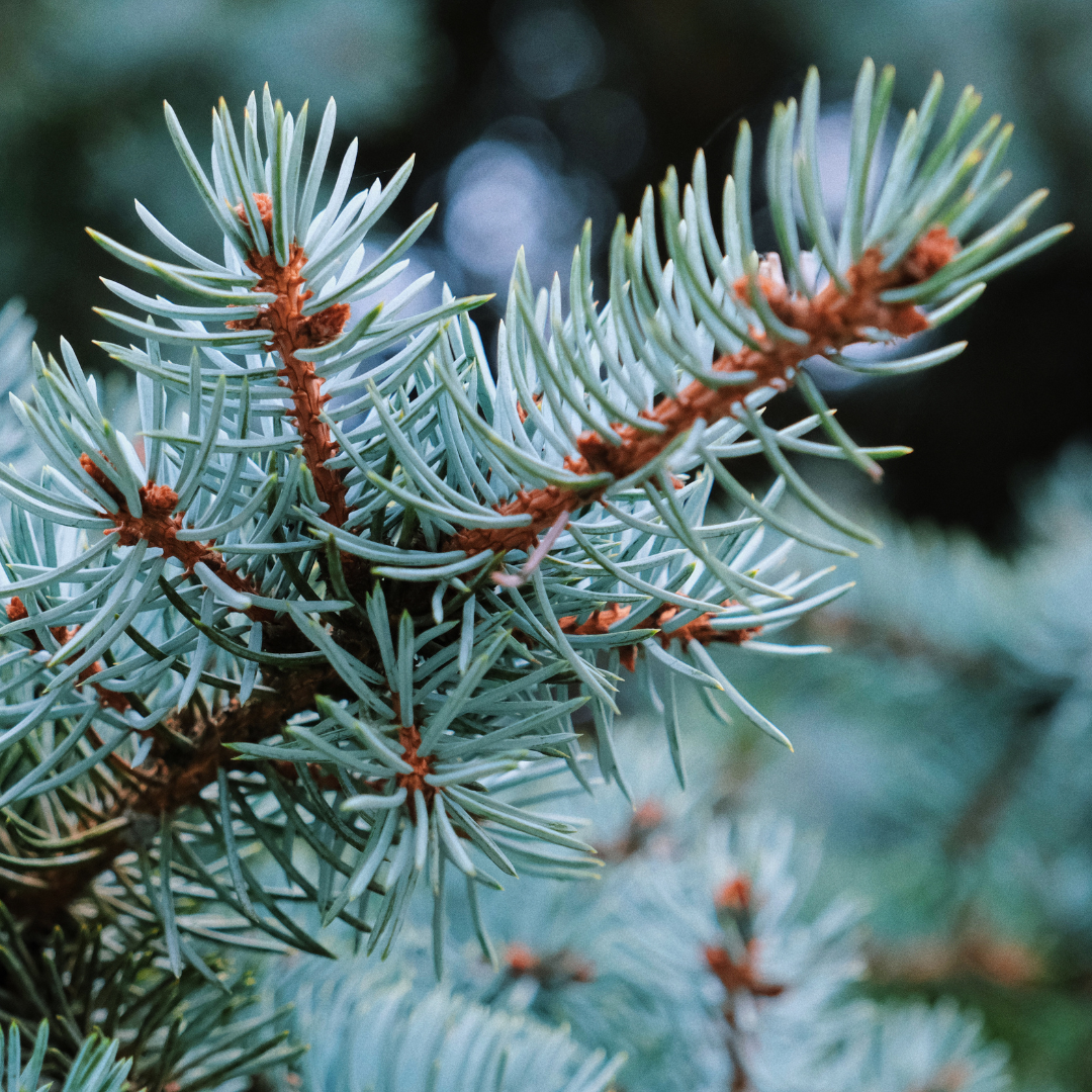 Evergreen Trees