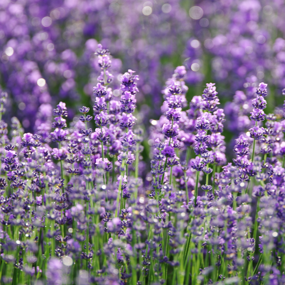 Lavender