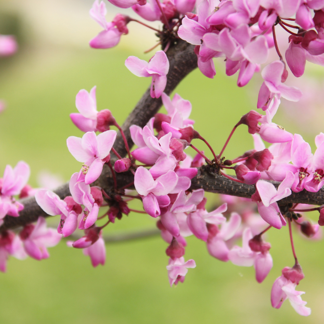 Redbud Trees