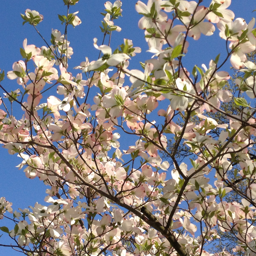 Dogwood Trees