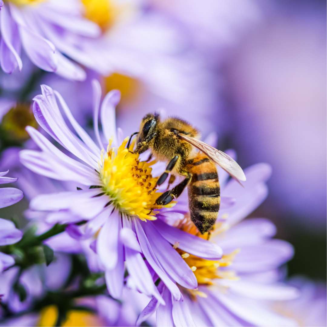 Bee Favorites