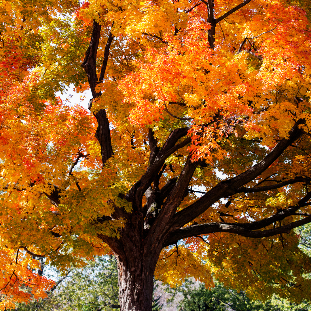 Trees