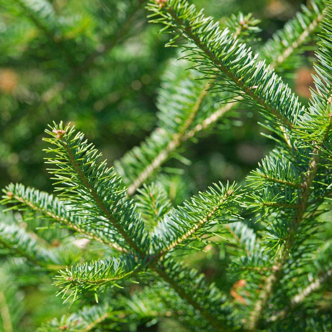 Fir Trees