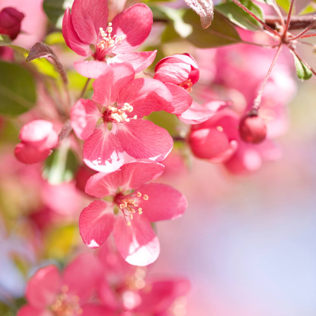Pink Blooms