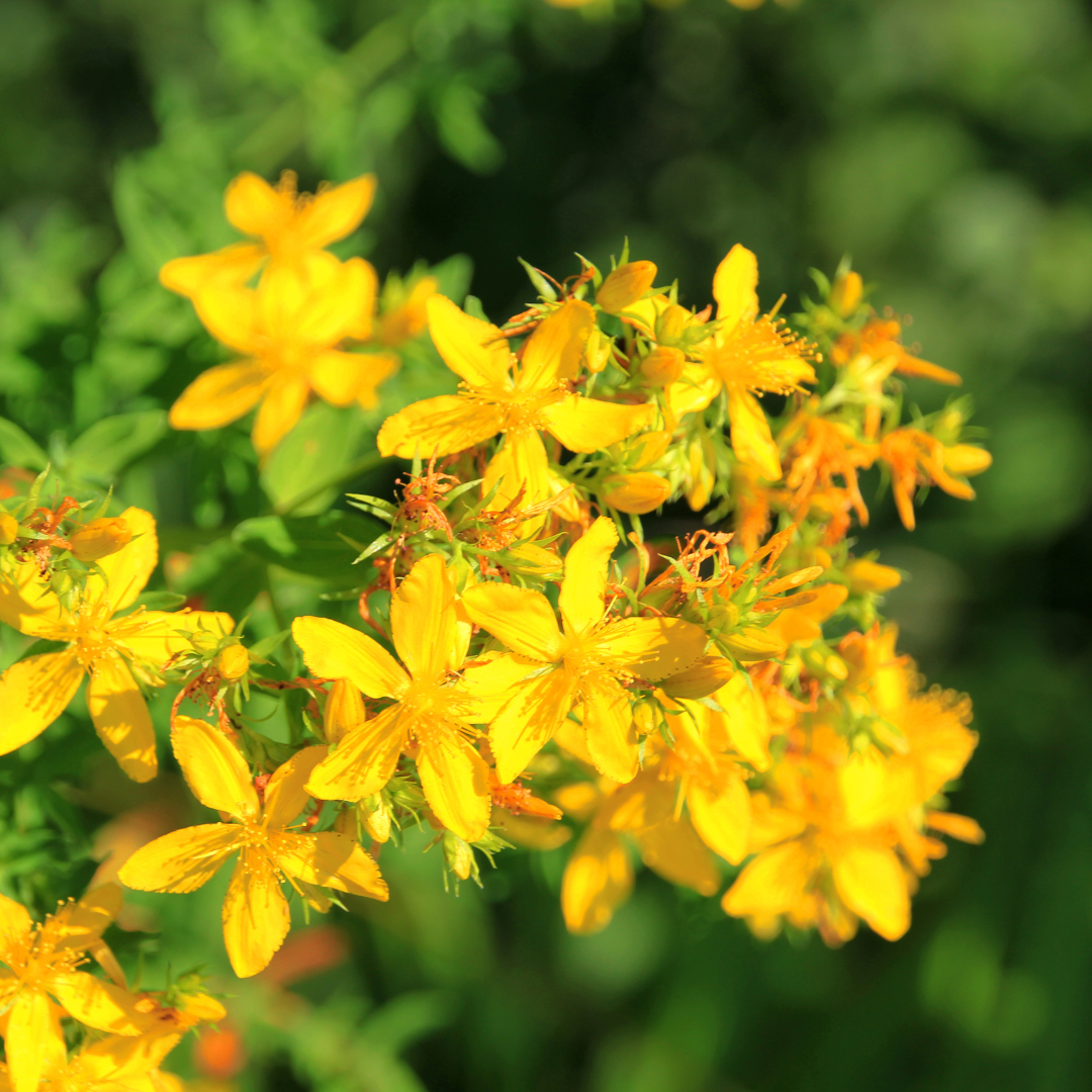St. John's Wort