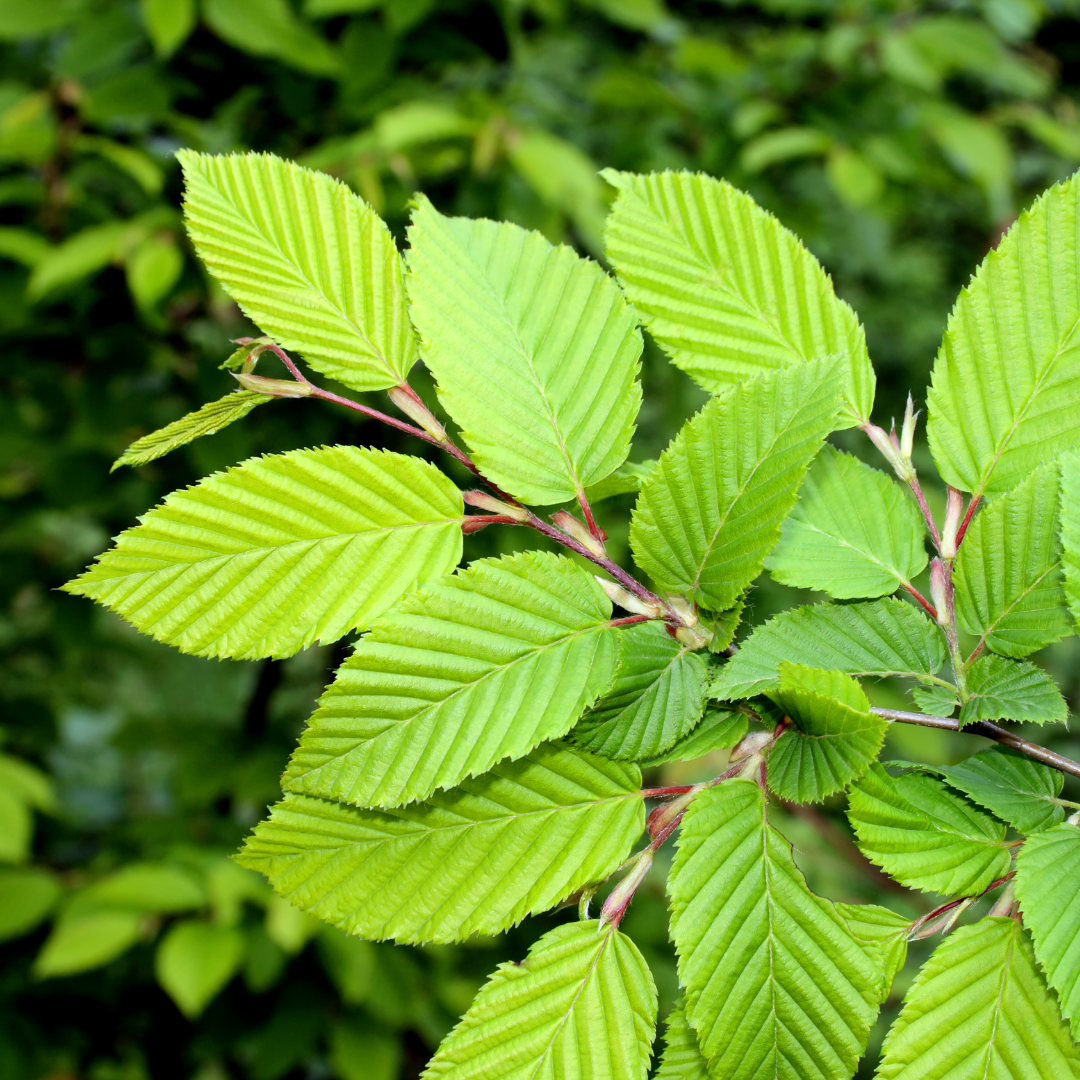 Elm Trees