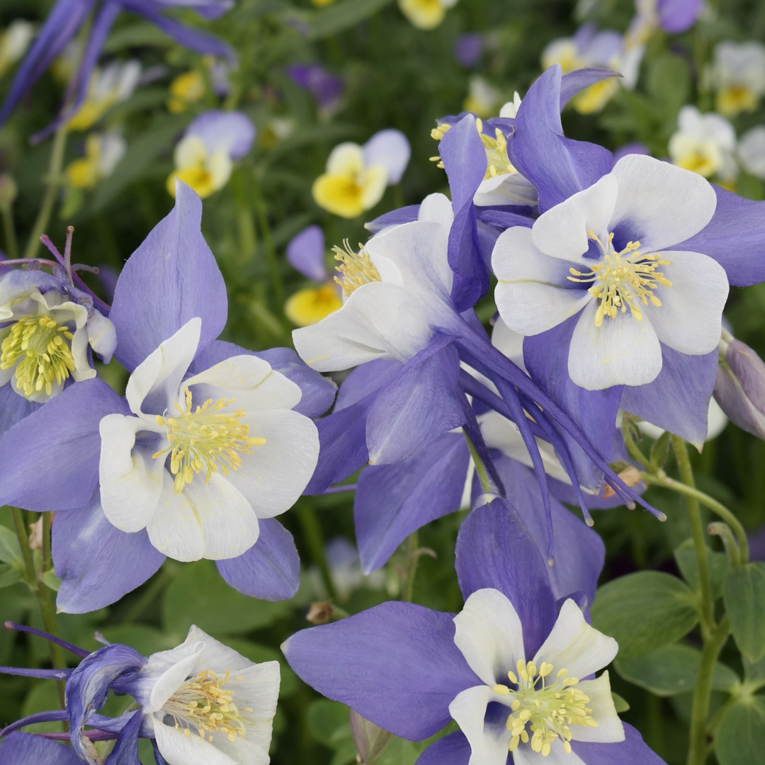 Columbines