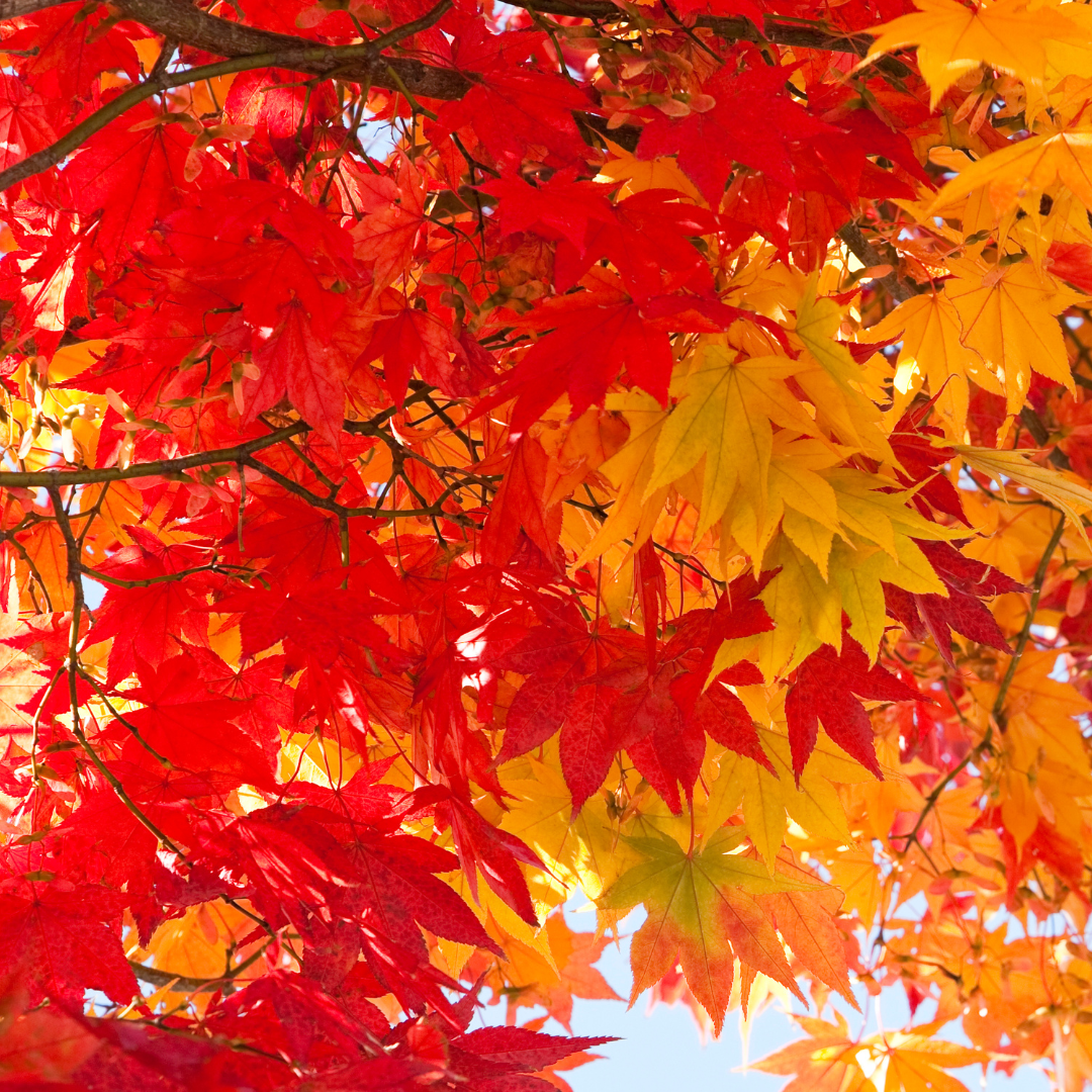 Beautiful Fall Color