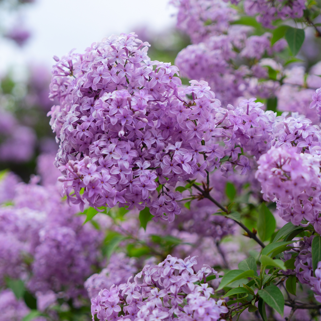 Lilacs