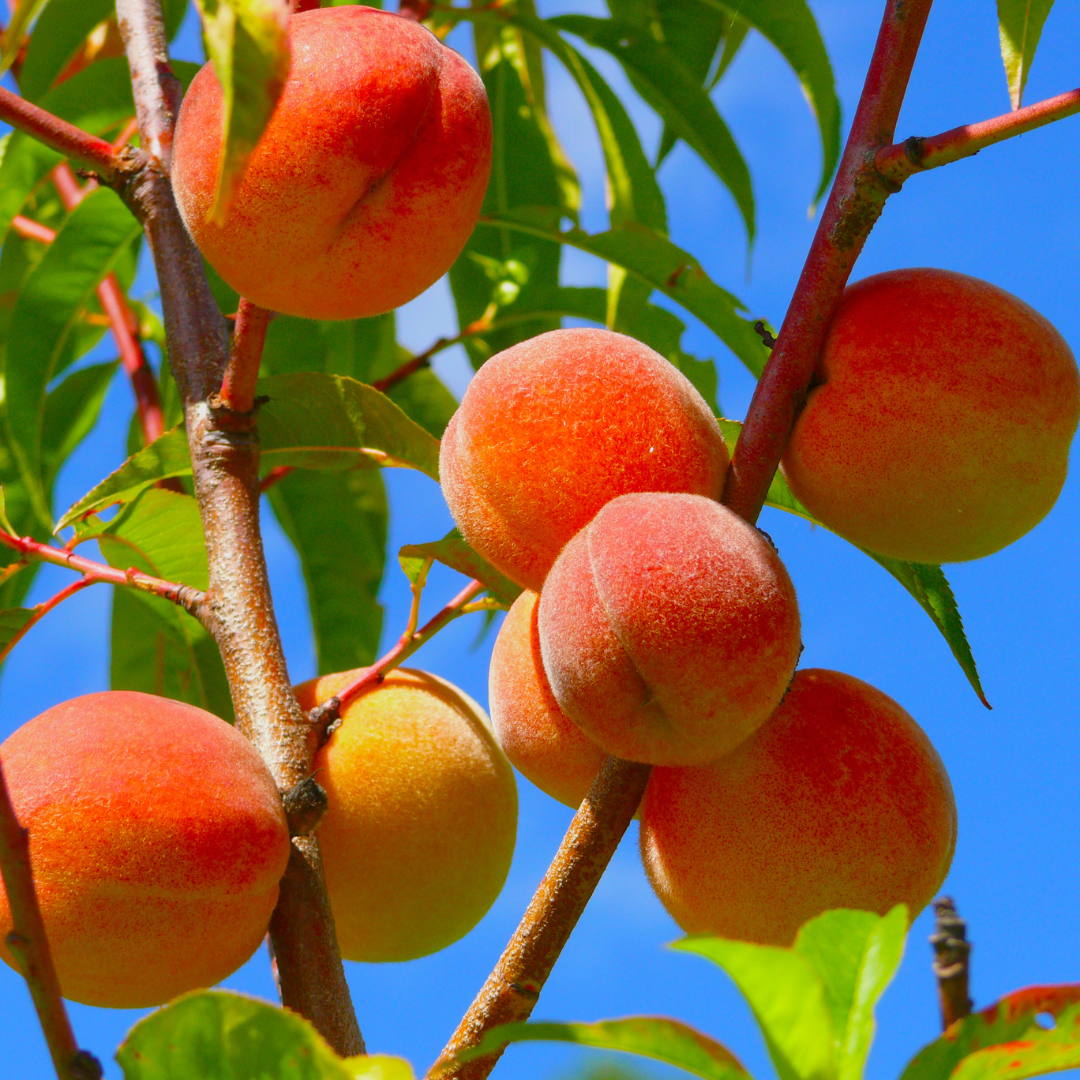 Peach Trees