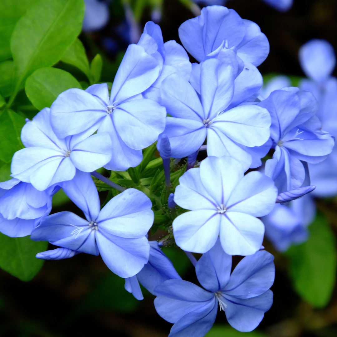 Blue Blooms