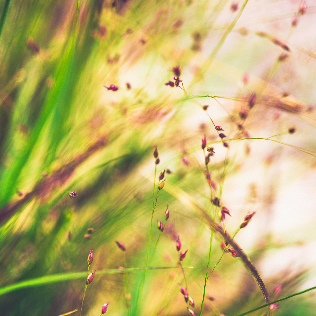 Switchgrass