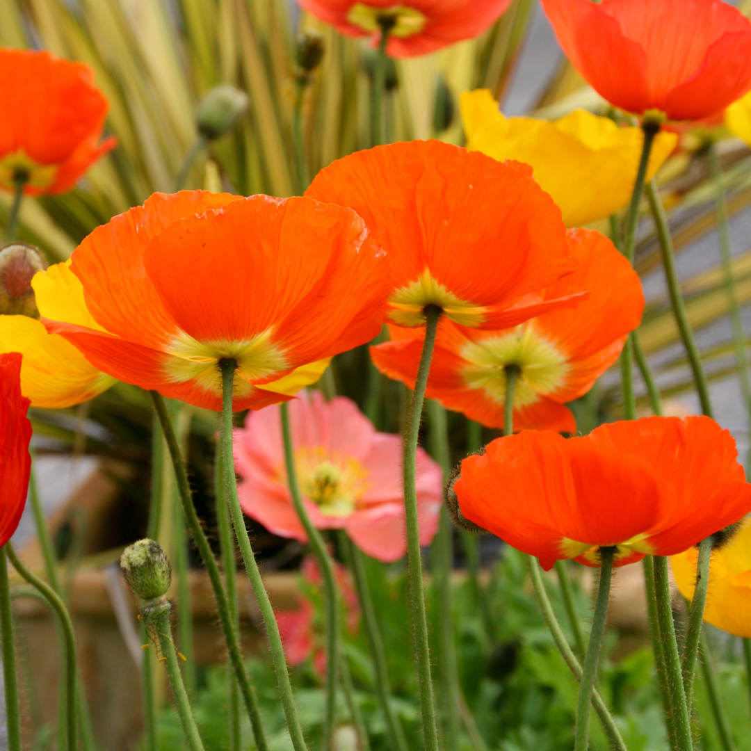 Poppies