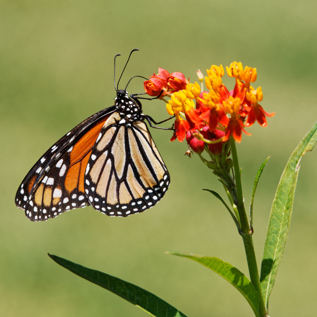 Butterfly Perennials