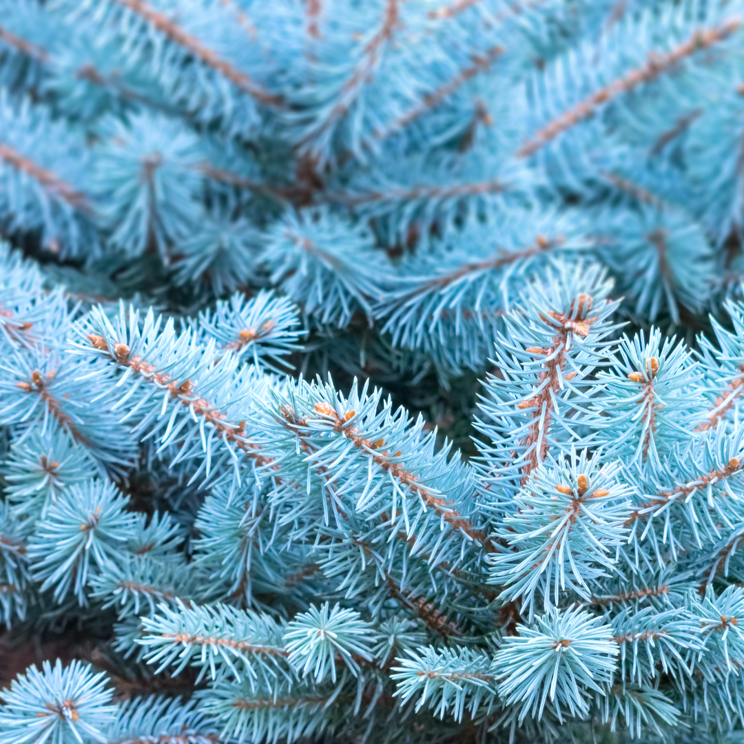Sun Trees
