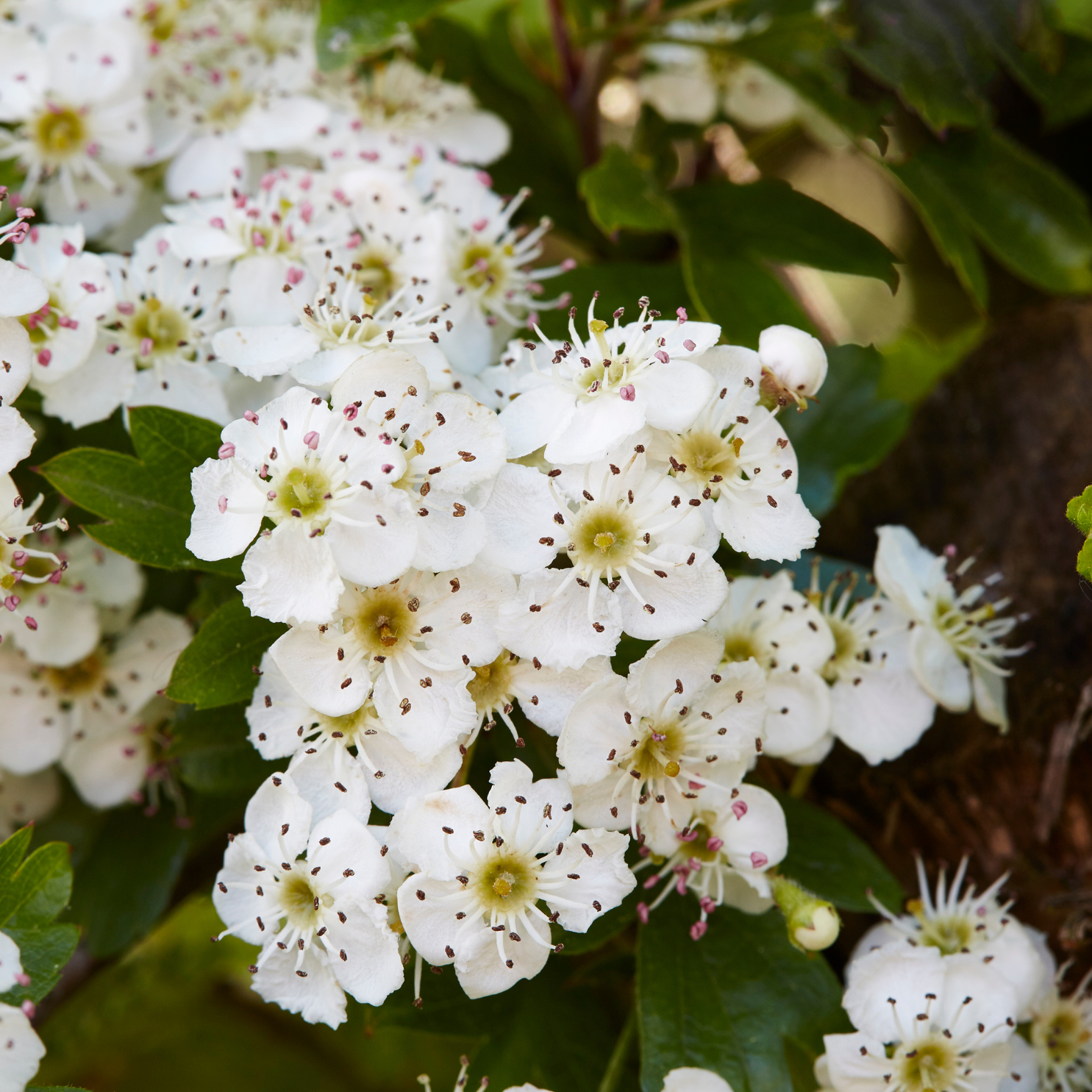 Flowering Trees