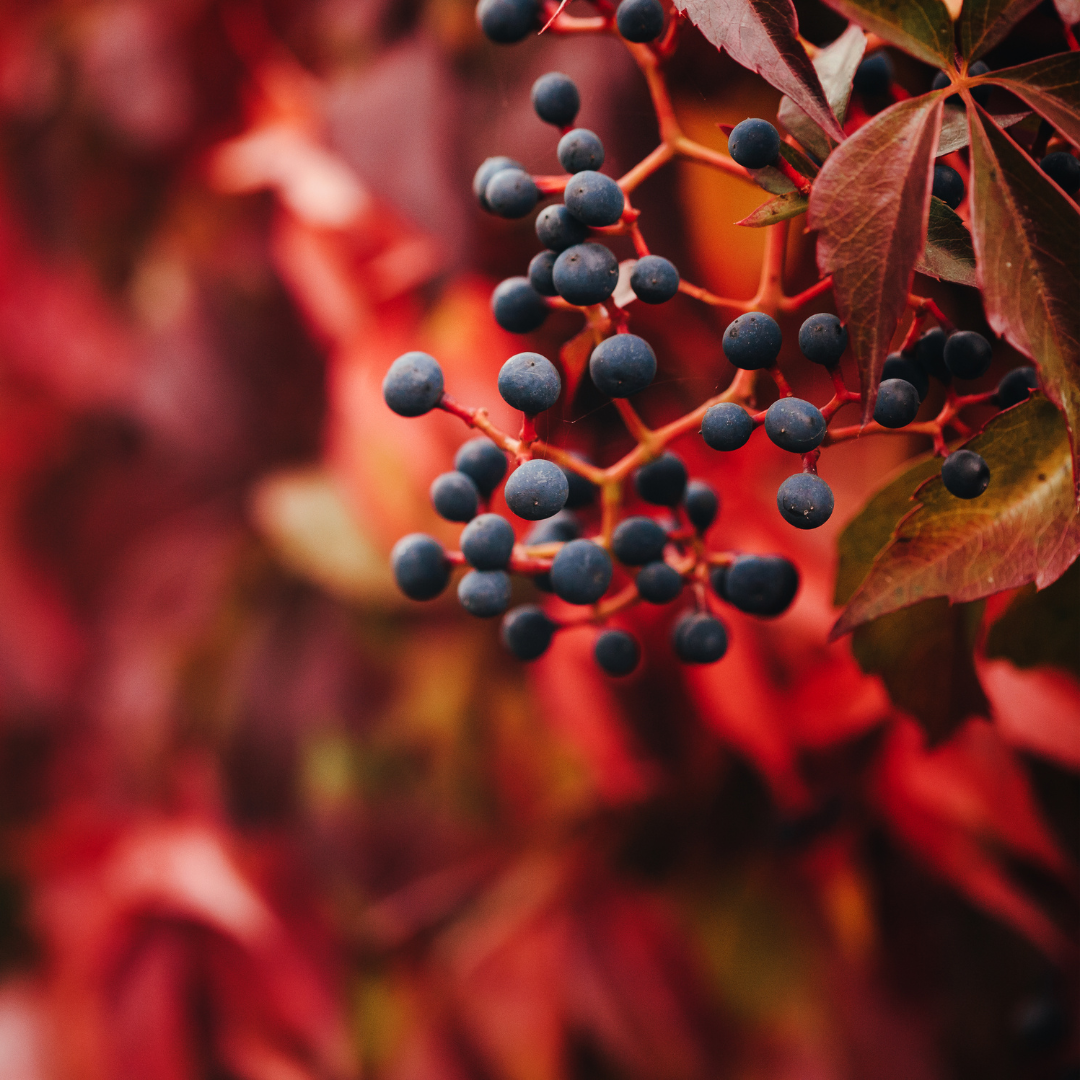 Virginia Creeper