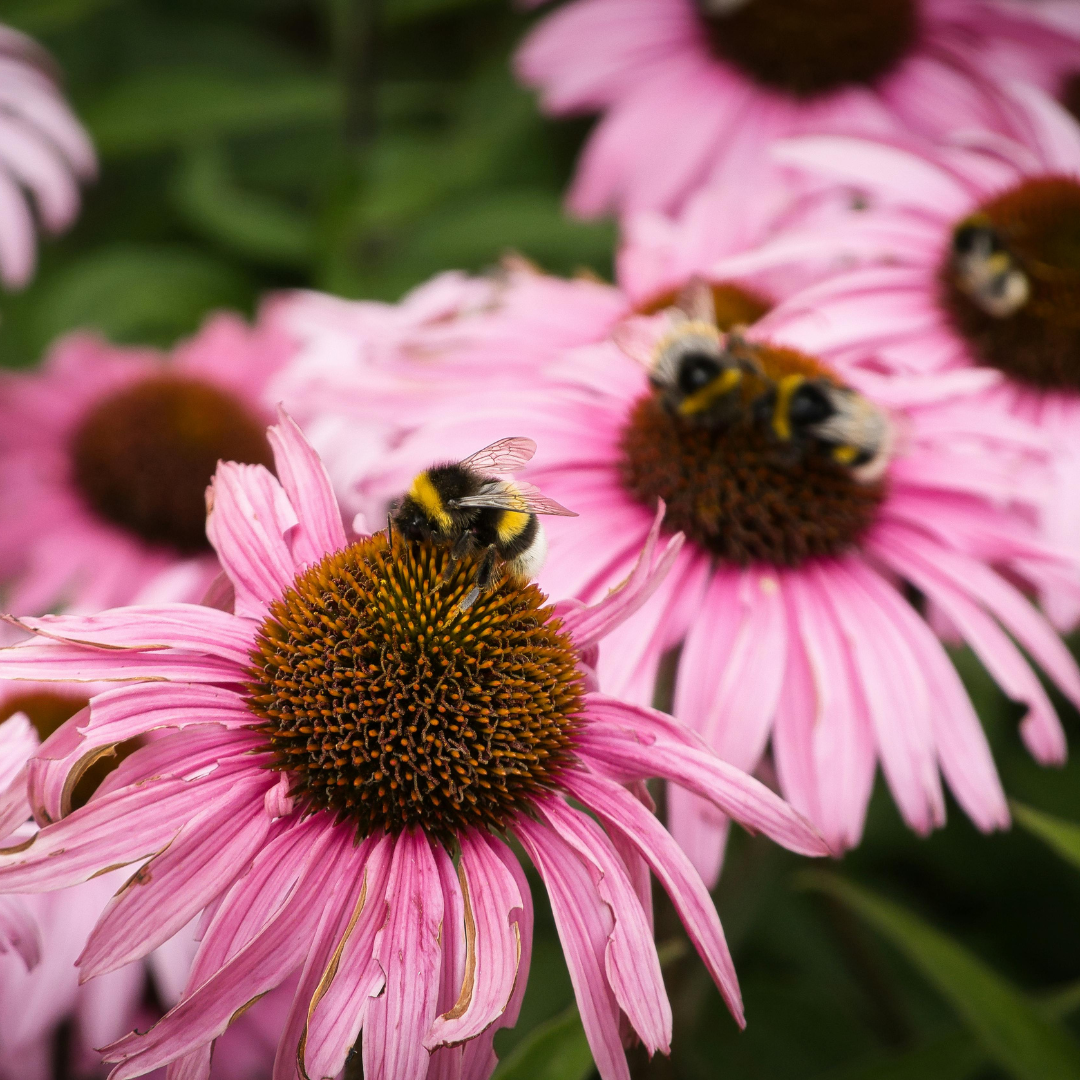 Coneflowers (Echinacea)