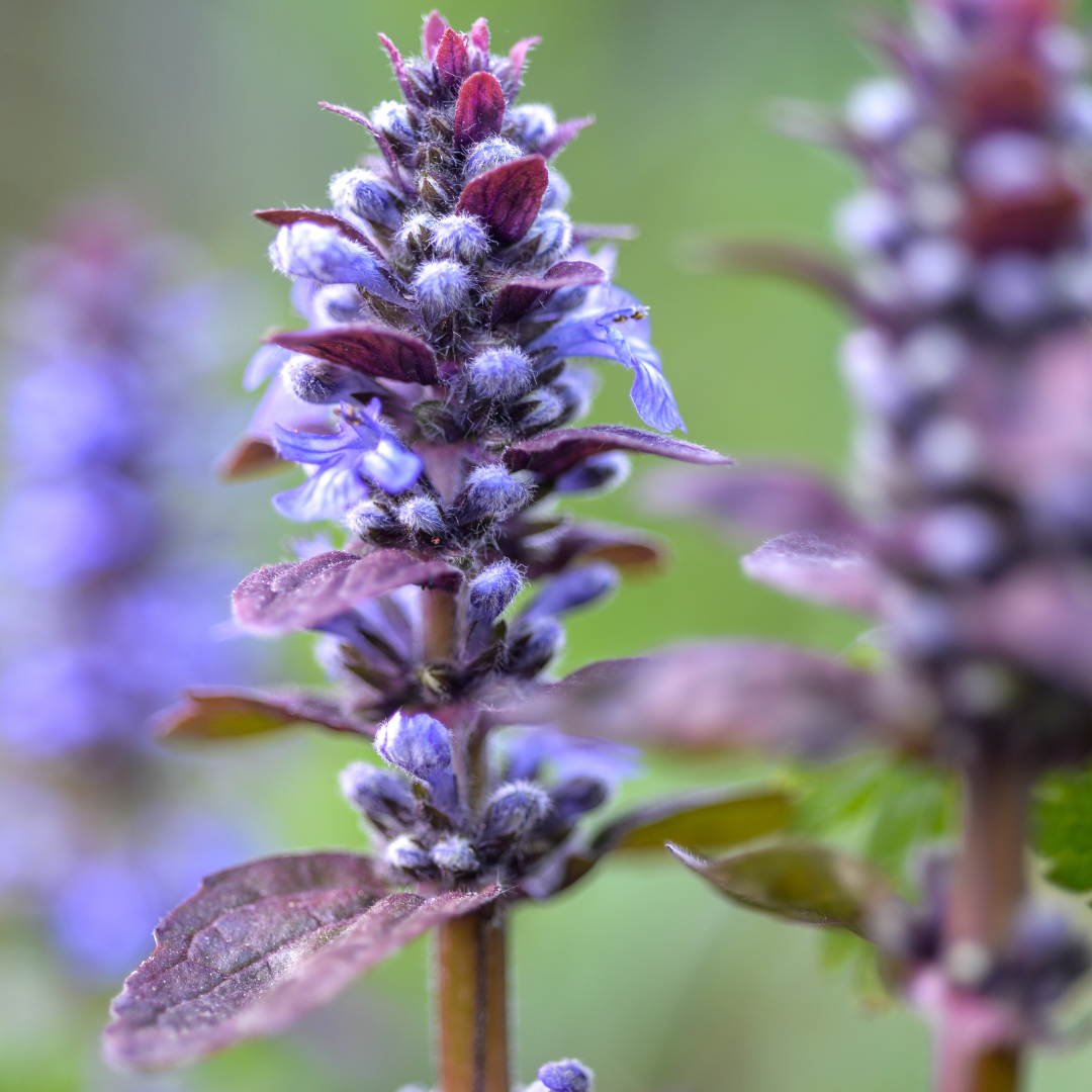 Ajuga (Bugleweed)