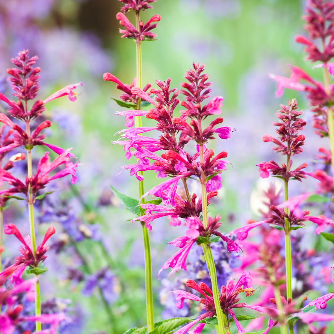 Agastache (Hyssop)
