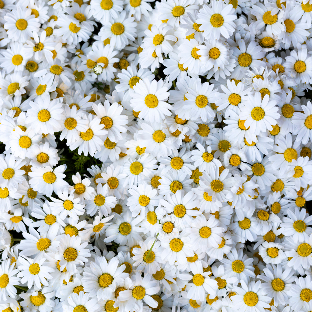 Daisies