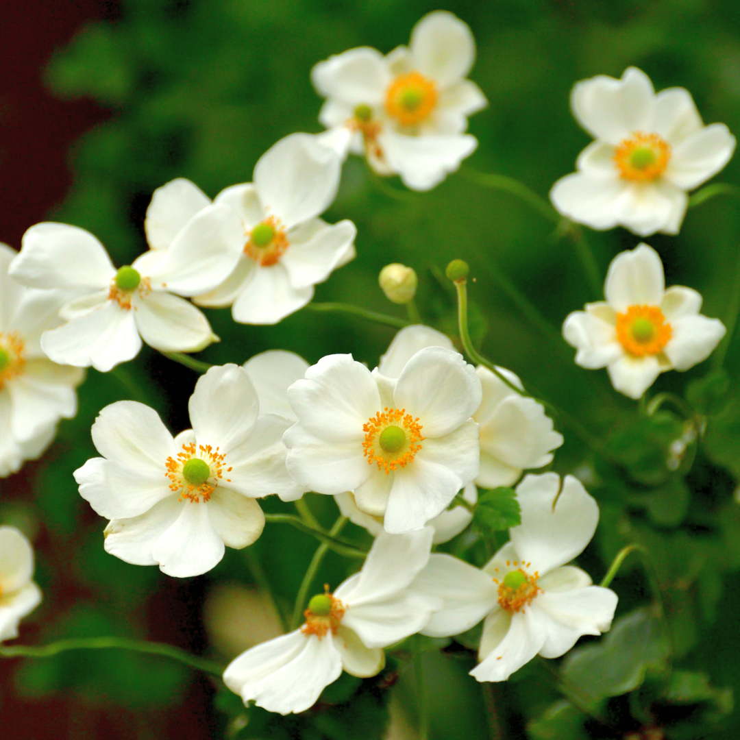 Anemone