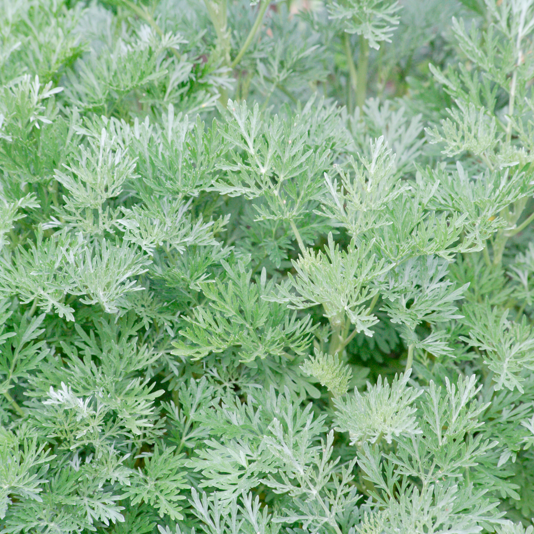 Artemisia